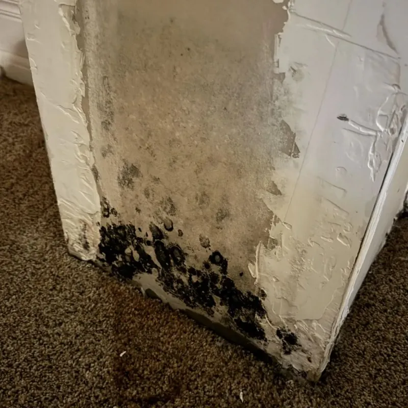 Professional Mold Removal in Tabor City, NC